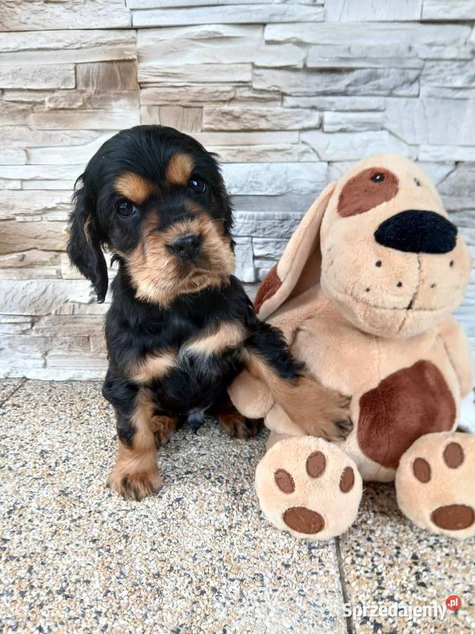 Śliczne Szczenięta Cocker Spaniel Angielski łódzkie Sieradz