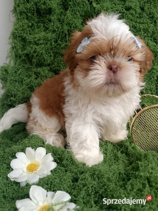 GOTOWY DO ODBIORU piękny piesek rasy ShihTzu Shih Tzu Namysłów
