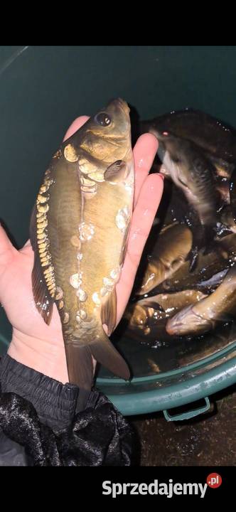 Karp 1520 Węgorz jesiotr Warszawa