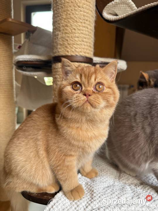 Piękny rudy kocurek z legalnej hodowli Perła