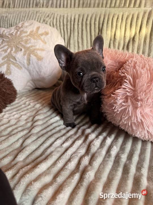 Buldog francuski Częstochowa