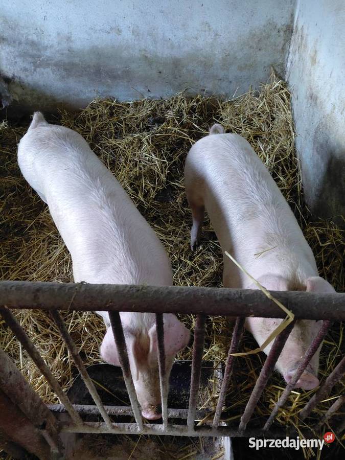 Sprzedam dwa tuczniki Złota