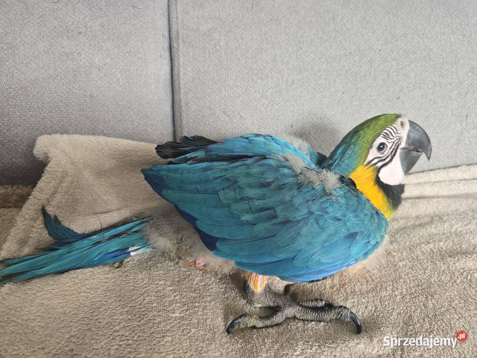 Ara ararauna Gryfino