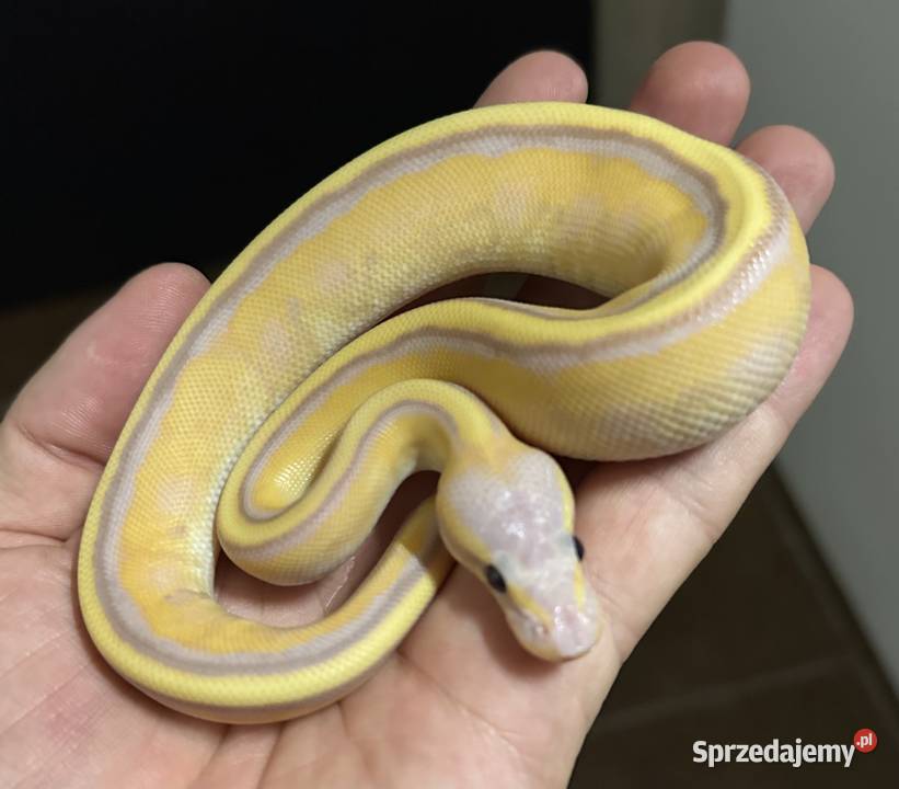Pyton regius Banana Genetic Stripe Enchi Bydgoszcz