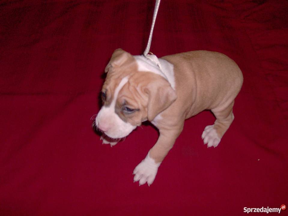 Mocne szczeniaki Amstaff Brzeg sprzedam