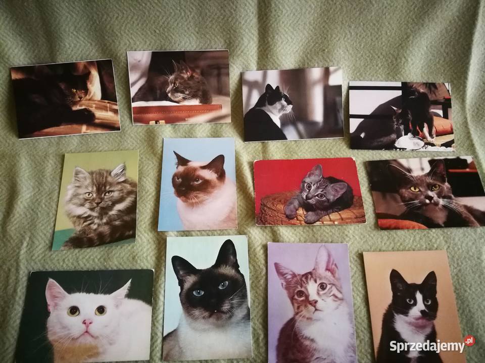 Kolekcja retro pocztówek z kotami 34 sztuki PRL Szczecin