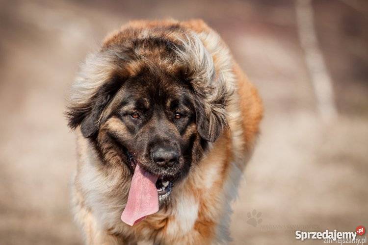 LEONBERGER SZCZENIĘTA Niegowonice