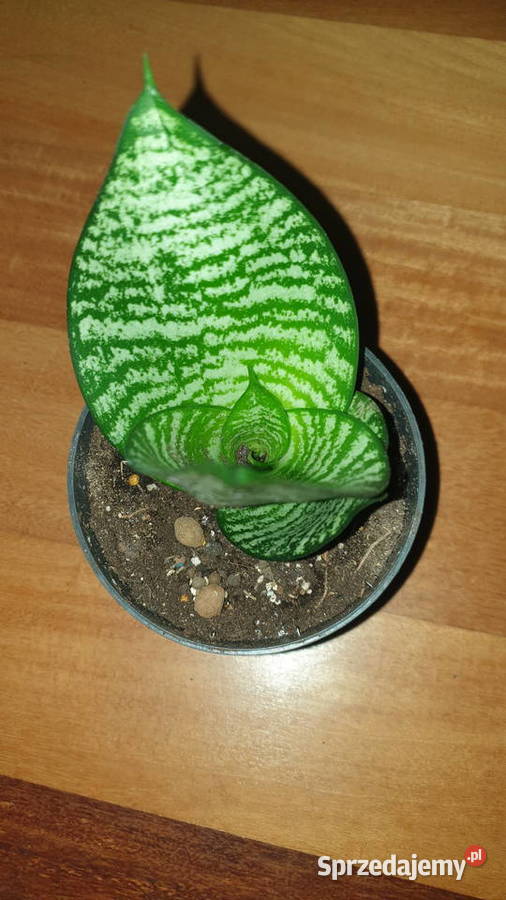 Sansewieria 5 roślina rosnąca Rośliny domowe mazowieckie Warszawa sprzedam