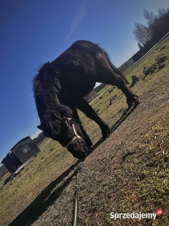 Klacz kucyka Iława sprzedam