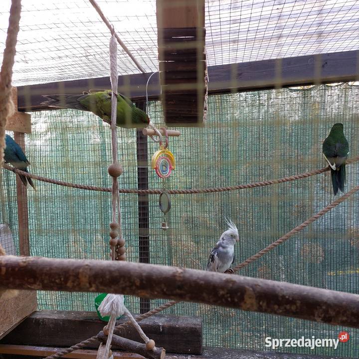 Sprzedam papugi Serby