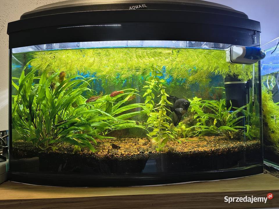 Akwarium 60 L panoramiczne małopolskie Myślenice sprzedam