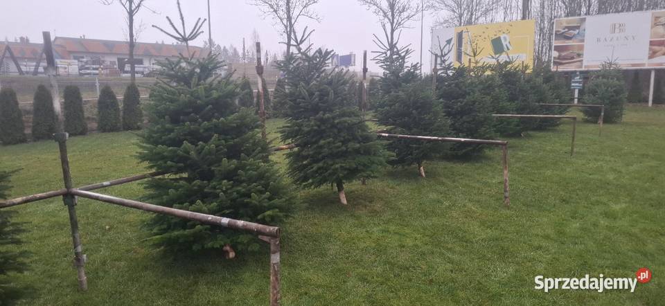 Jodla kaukaska choinki świerk doniczka Kościerska Huta