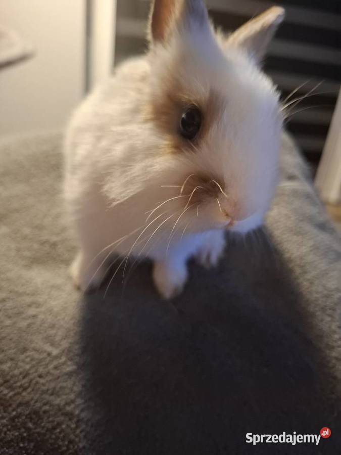 Kroliczek 2 mce śląskie Żory