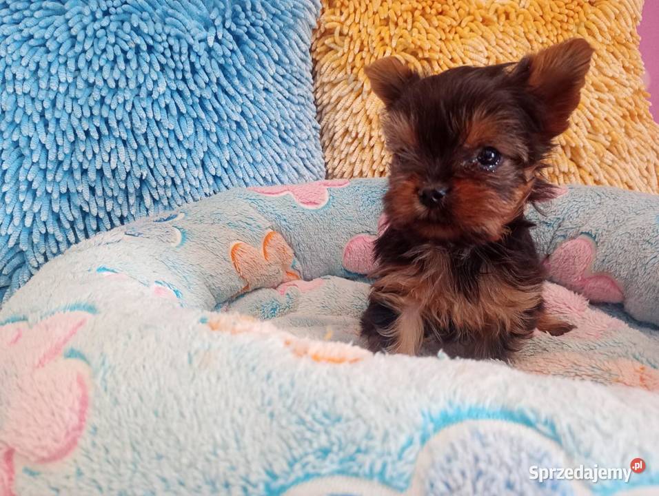 Yorkshire terrier mini suczka xs Opole
