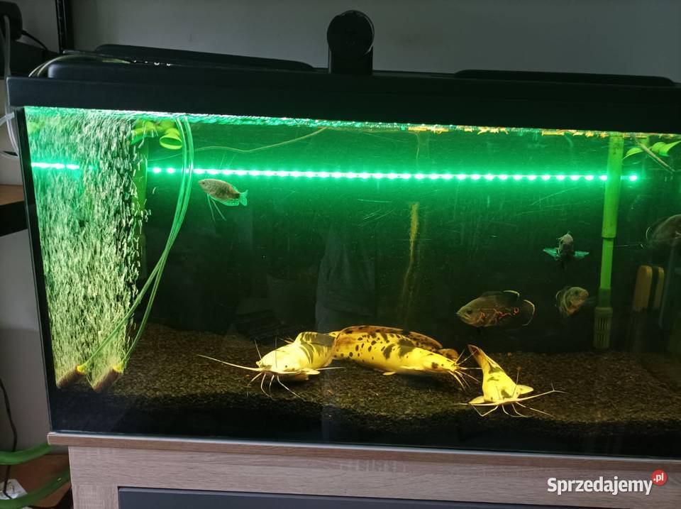 Akwarium Filtry Osprzęt Zestaw łódzkie Bełchatów