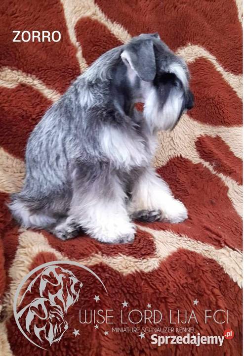 Sznaucer miniaturowy pieprz I sól rodowód Stargard