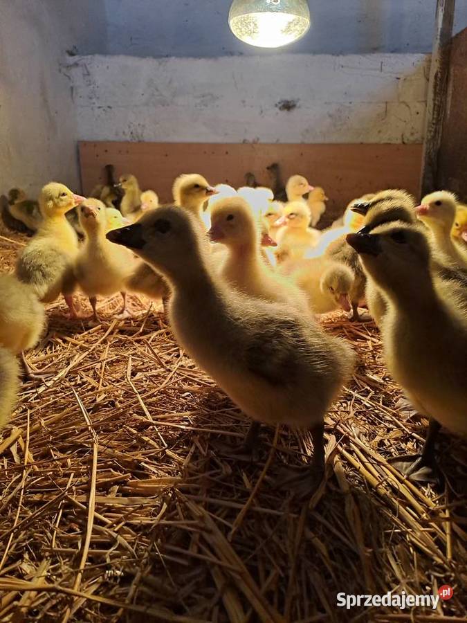 GĘSI kołudzkie białe suwalskie landes kubańskie Ptaki Radwan