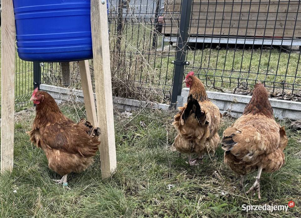Oddam 3 kury nioski Aleksandrów Łódzki