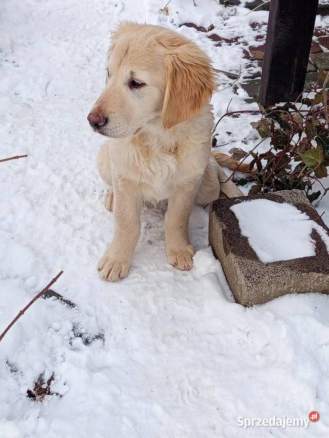 Golden RETRIEVER Tarnobrzeg sprzedam