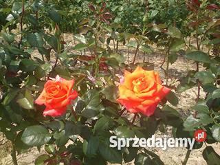 Róże Sztamowe Puławy