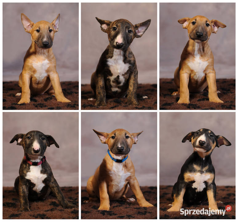 Bulterier Standard z rodowodem hodowla FCI Rytel sprzedam