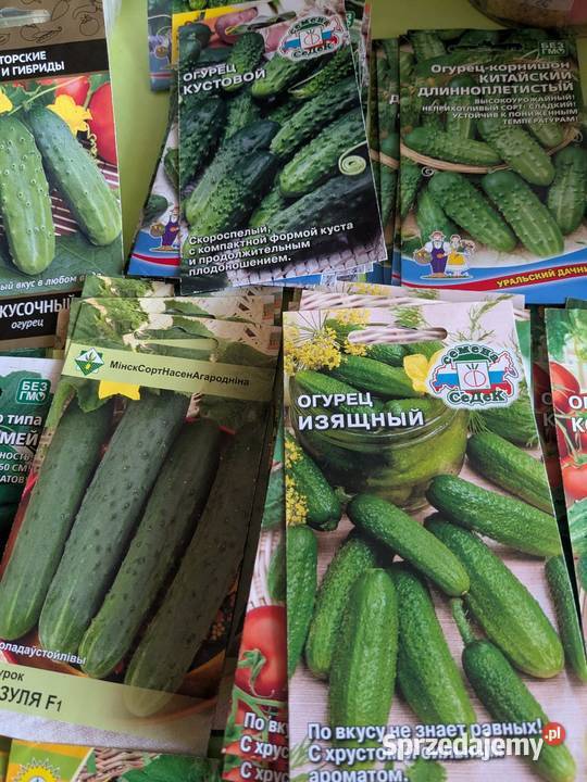 Kustowoj Izjaszcznyj Palczik Wierasen nasiona Kraków sprzedam