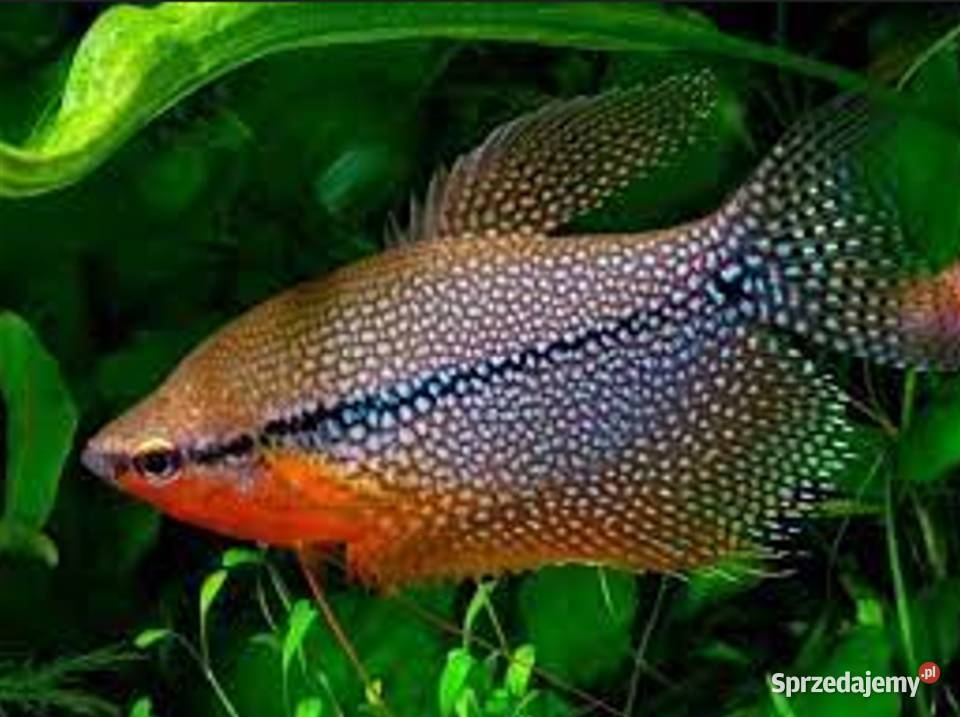 Gurami mozaikowe Gurami perłowe SPRAWDŻ NASZE pomorskie sprzedam