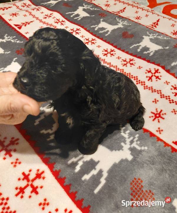 Maltipoo czarny piesek Wyszków