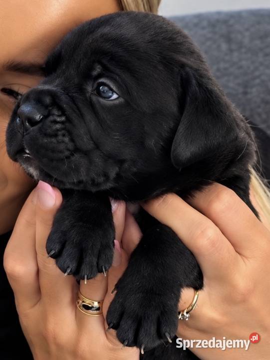 Cane Corso Italiano szczenięta Kutno sprzedam