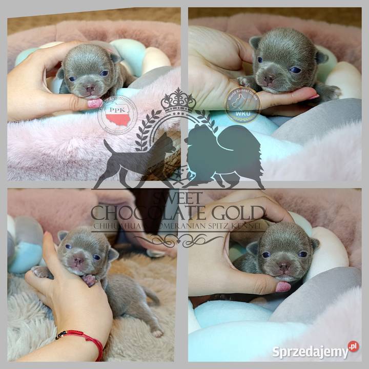Chihuahua piesek liliowy krótkowłosy piękny