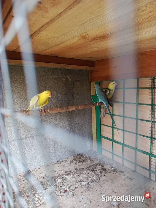 Aleksandretty samice Pszów