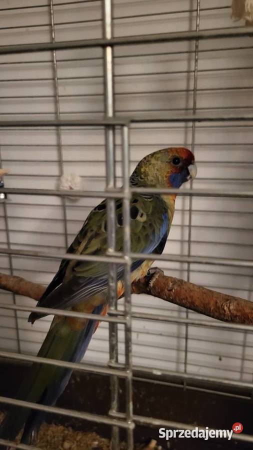 Rozelle królewska samiec kujawsko-pomorskie Włocławek sprzedam