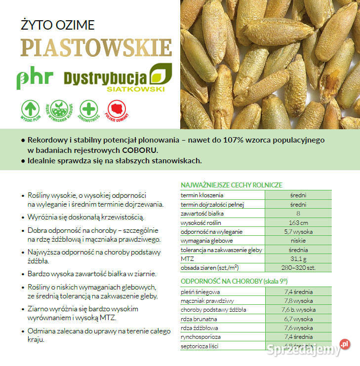 Kwalifikowane nasiona siewne żyto ozime Zboża