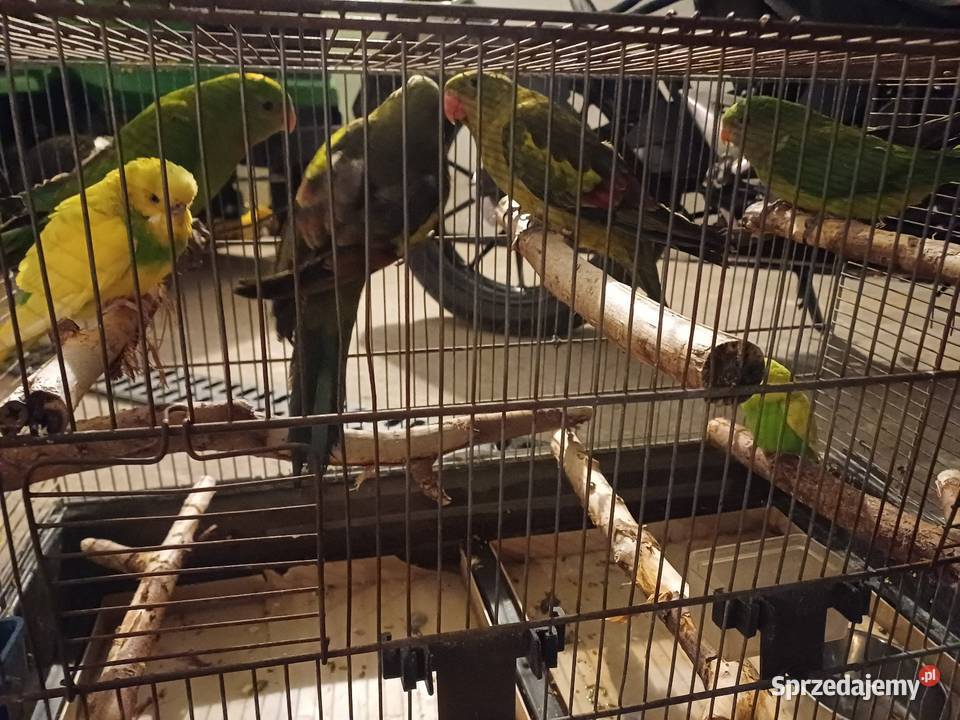 Papugi górskie I barabandy Łask