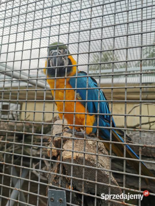 Ara AraRauna AraRauna Samiec 2023r Kakadu DNA Grodzisk Wielkopolski sprzedam