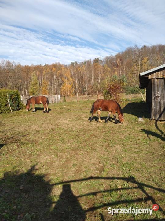 Sprzedam źrebicę i ogierka Zwierzęta Gogołów