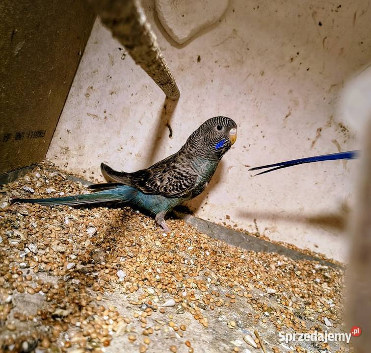 Sprzedam młodą papugę Blackface Gliwice sprzedam