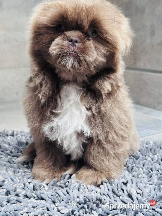Shih Tzu piesek Monti Shih Tzu Kościelec
