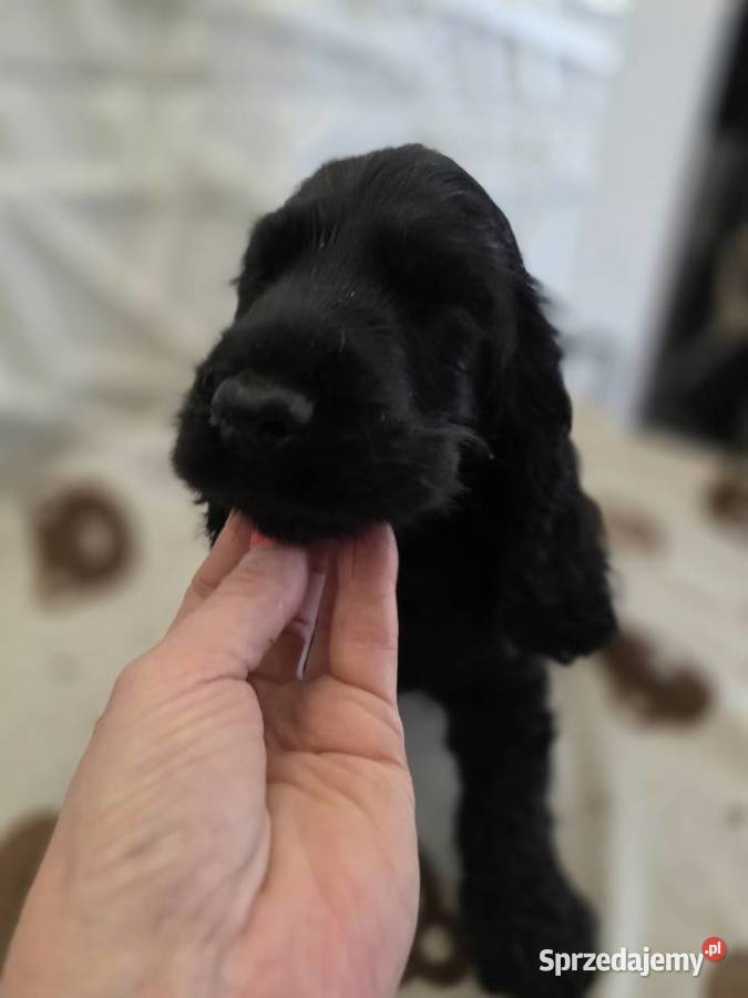 Cocker spaniel angielski pieski i sunie Żelazków
