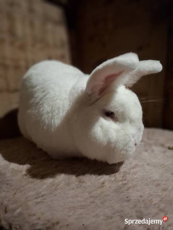 Króliki nowozelandzki biały nb podlaskie Stawiski