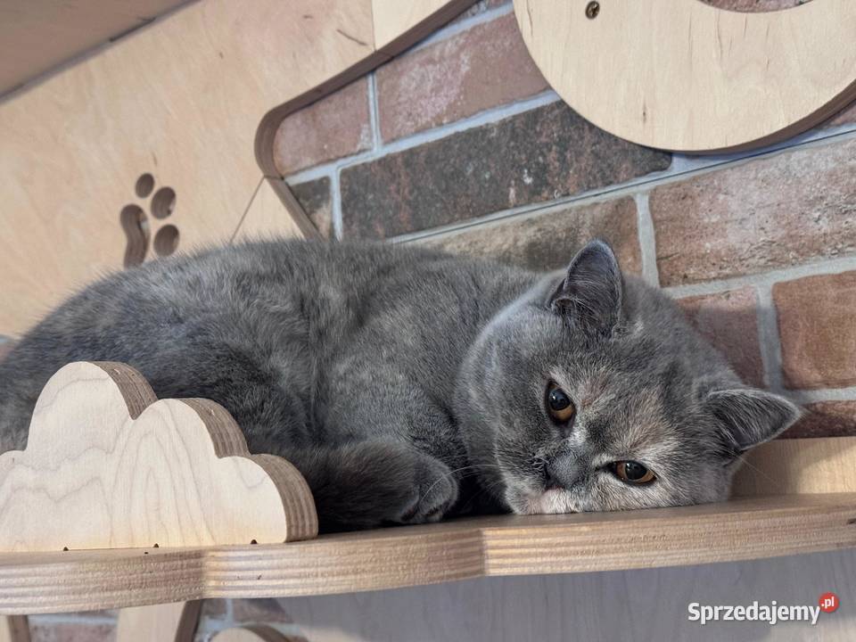 Kotka brytyjska dolnośląskie Wrocław