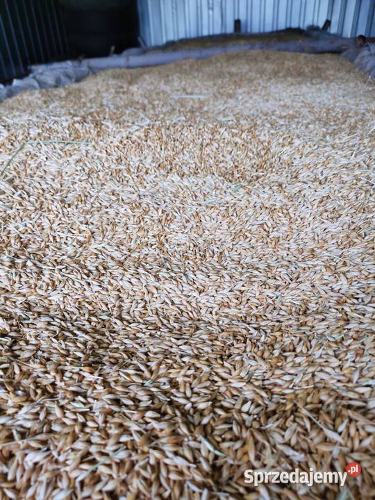 Jęczmień ozimy 2025r
