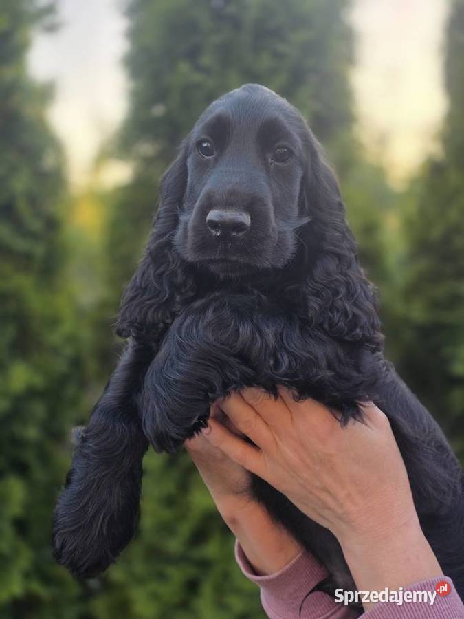 Cocker Spaniel czarne
