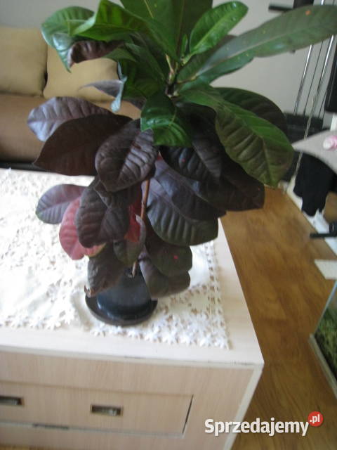 Kroton roślina doniczkowa śląskie Częstochowa