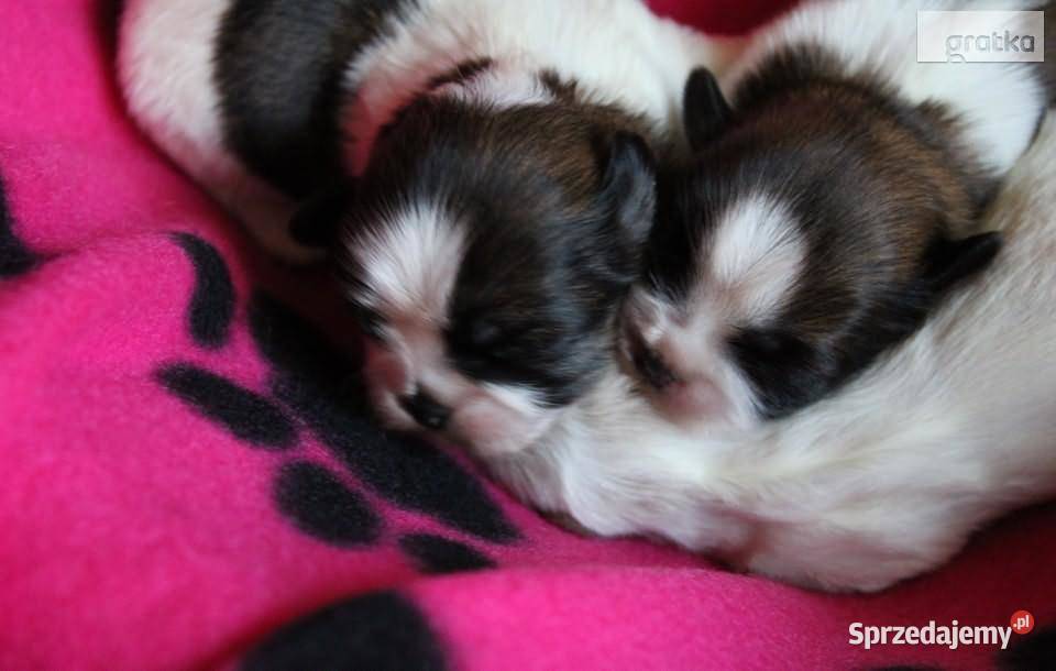 Shih Tzu Urocze Szczeniaczki Maleńkich Shih Tzu Olkusz