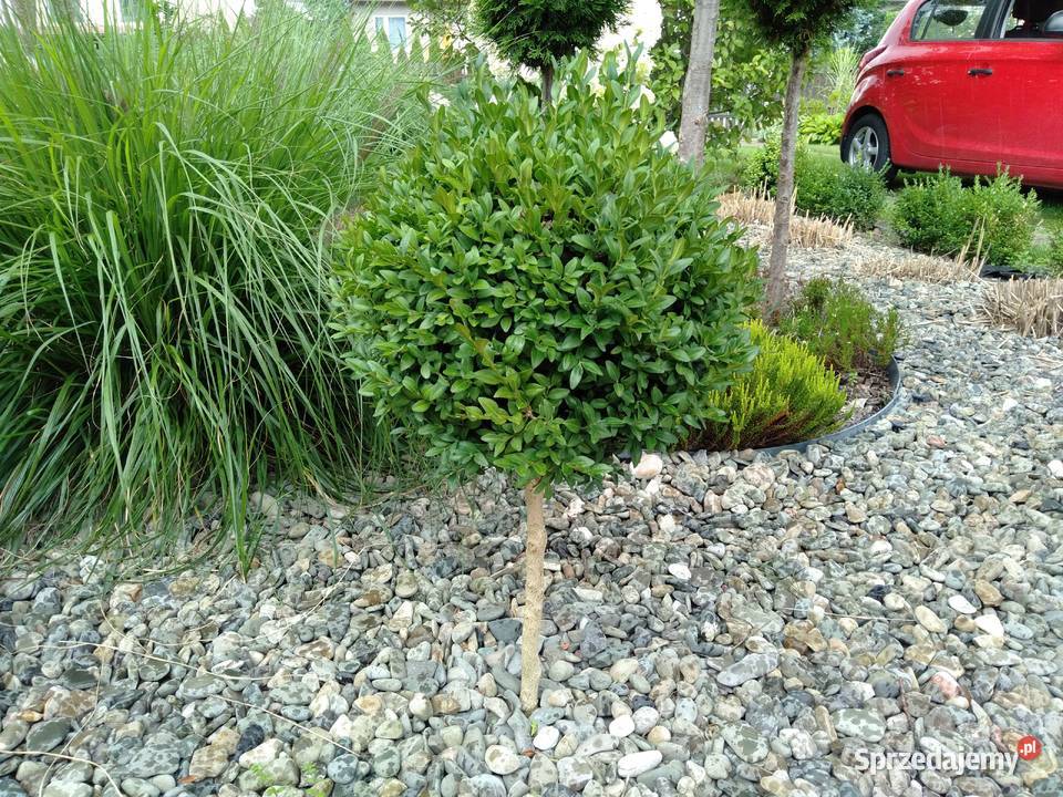 Bukszpan sadzonki Stalowa Wola