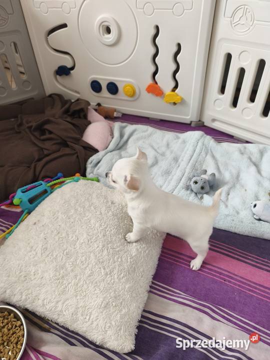 Suczka chihuahua FCI Laskowice