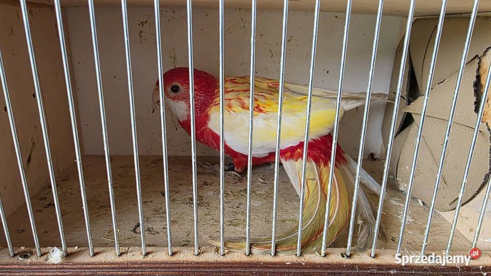 Rozella białolica Ptaki Czerwionka-Leszczyny