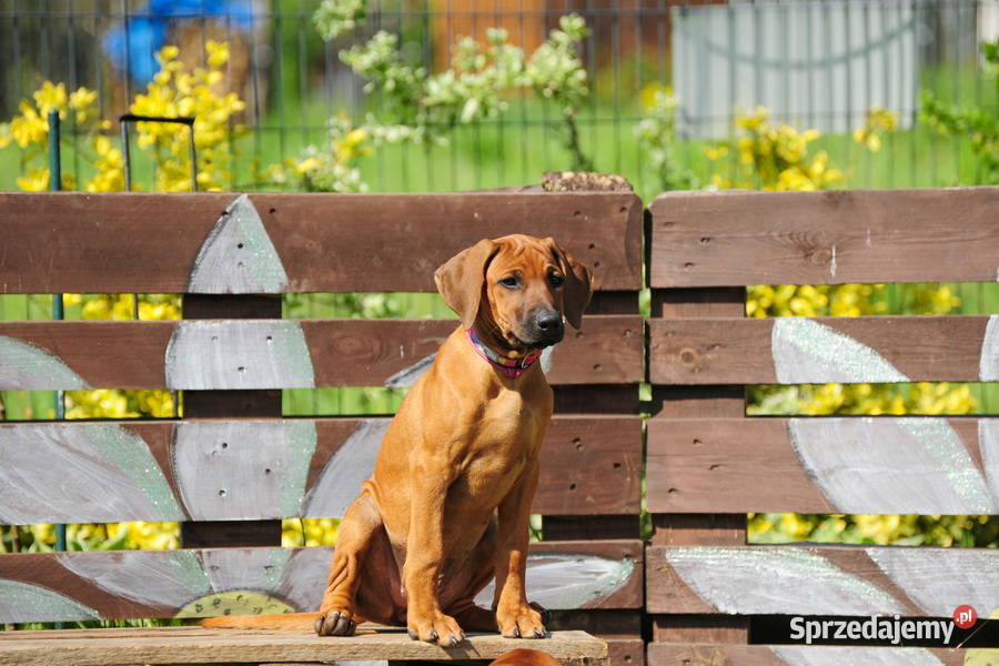 Szczenięta rhodesian ridgeback rodowodowe ZKwP
