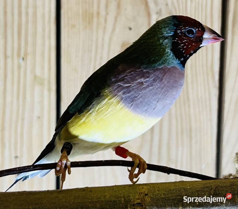 Amadyna wspaniała samiczka 2025r śląskie Ruda Śląska